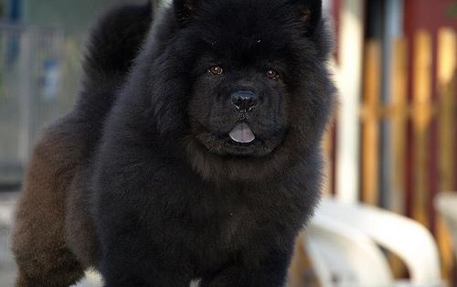 Cachorros de chow chow Muy lindo.