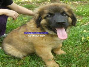 Cachorros de Leonberger