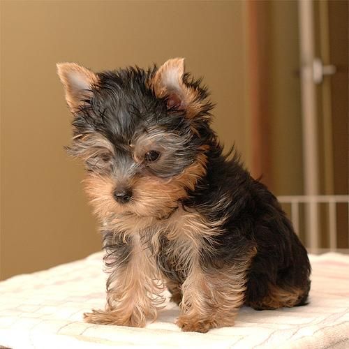 Encantador Cachorro Yorkshire Terrier Pedigree