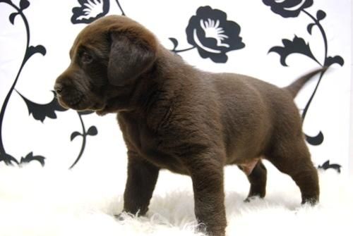 LABRADOR CHOCOLATE _---Aconsejamos -_ www.animalflower.com _--_  ( A buen precio ) _---_ CACHORRITOS MUY COTIZADOS