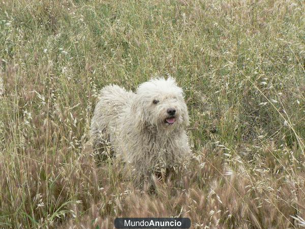 Perro De Agua macho buscando por nuevo hogar