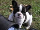 Preciosa cachorra de bulldog frances y bulldog ingles - mejor precio | unprecio.es