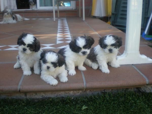 Se venden Shih Tzu con pedigree