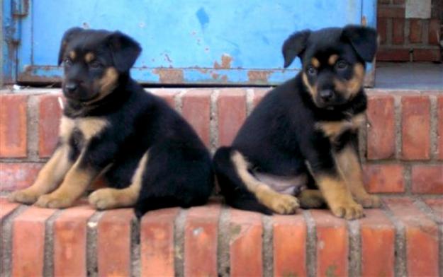 VENDO CACHORRITA ROTTWAILER PRECIOSA Y CARIÑOSA.