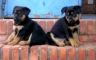 VENDO CACHORRITA ROTTWAILER PRECIOSA Y CARIÑOSA. - mejor precio | unprecio.es