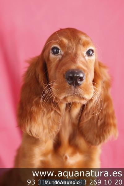 _*SETTER IRLANDÈS - CACHORROS EN AQUANATURA  -  MACHOS Y HEMBRAS - TIENDA EN BARCELONA Disponemos de cachorros, machos y