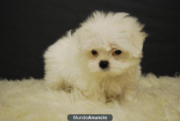 Bichon Maltes, pedigre, 2 meses de edad