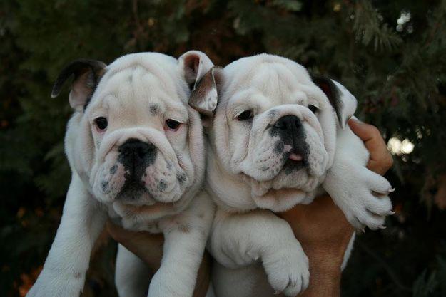 Bulldog ingles con pedigree y afijo