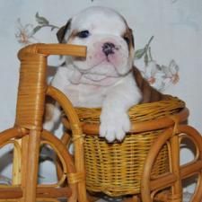 cachorro bulldog Inglés libre     100