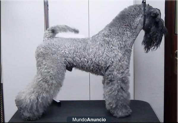 Cachorros de Kerry Blue Terrier