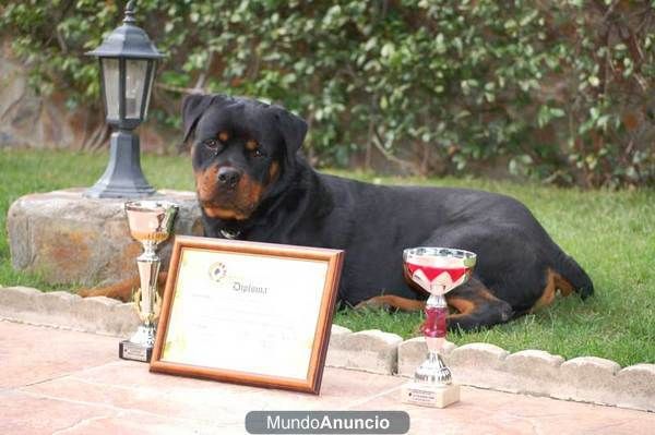 cachorros rottweilers,criadero exclusivo