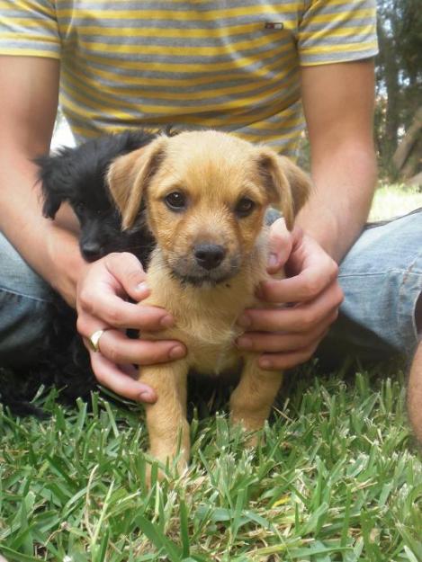 CHICLE, cachorro tamaño mediano en un futuro