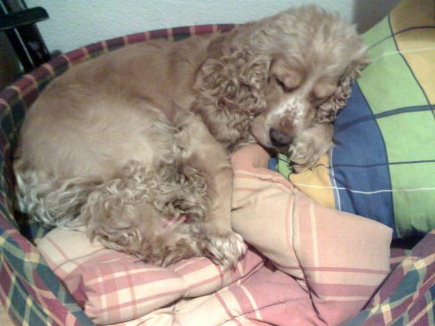 Cocker Spaniel Busca Novia