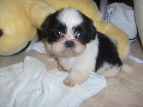 shih tzu con pedigree 350