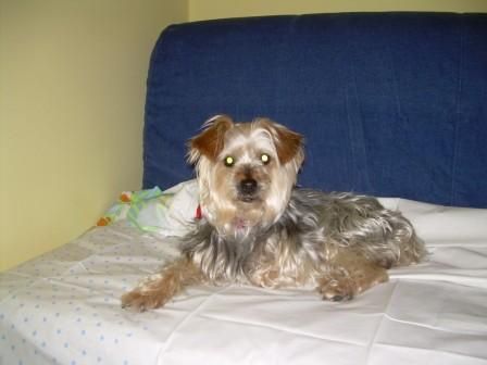 -ADOPTA A SUSANA-x YORSHIRE