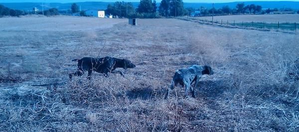 Braco Alemán Del Valle Del Guadalquivir