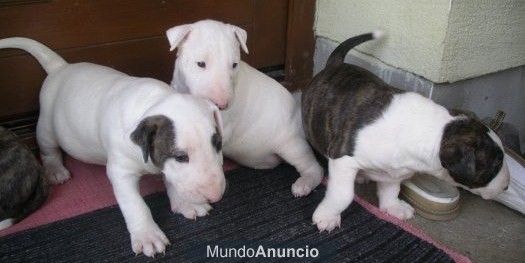 bull terriers en madrid desde 650