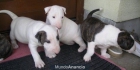 bull terriers en madrid desde 650 - mejor precio | unprecio.es