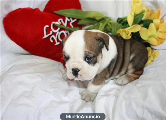 BULLDOG INGLESES DE CALIDAD