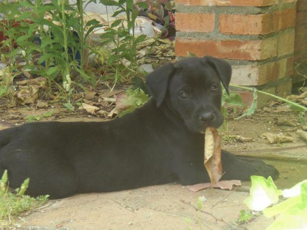 Cachorro cruce Labrador busca hogar