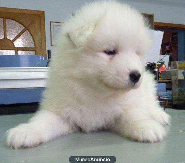 cachorros samoyedo para oferta