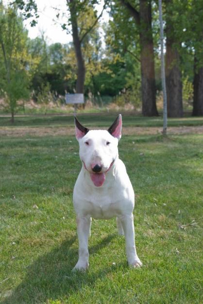 Excelentes cachorros bullterrier lineas inglesa