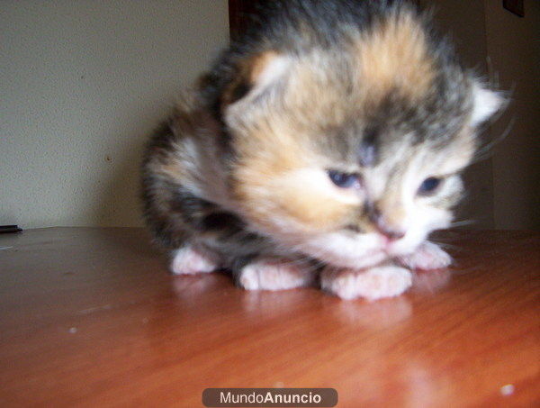 gatitos persa chinchilla