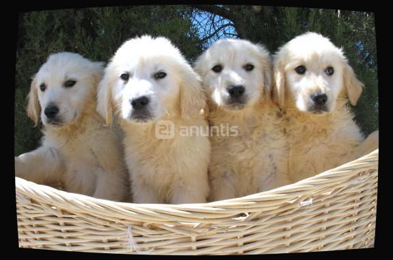 Golden Retriever excelente.