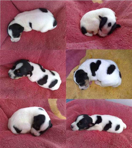 Jack Russell Preciosos Cachorros con Pedigree