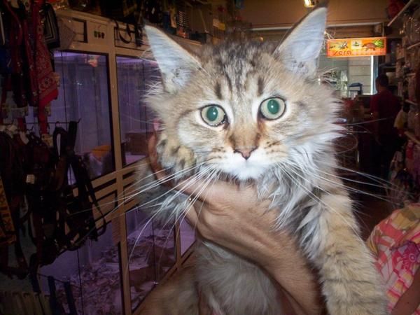 MAINE COON EL GIGANTE DE LOS GATOS Preciosa camada de gatos Maine Coon. Este 