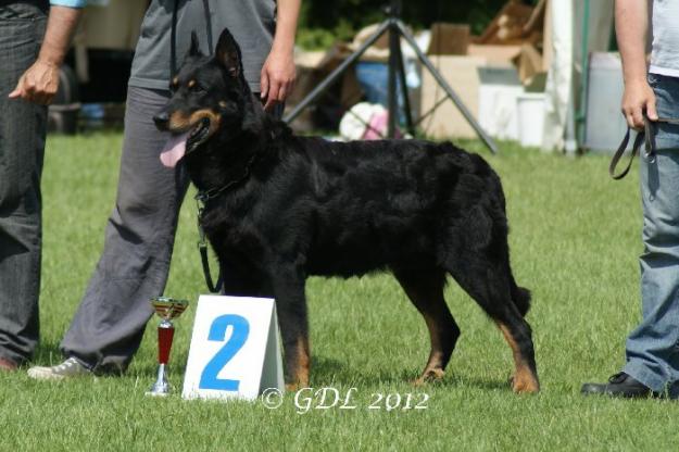 PASTOR DE BEAUCE/BEAUCERON