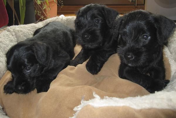 Schnauzer mini negros (disponibles 3 machos)