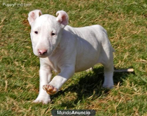 Tienen 12 meses bull terrier