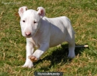 Tienen 12 meses bull terrier - mejor precio | unprecio.es