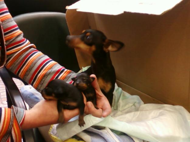 vendo dos cachorros pinscher miniatura