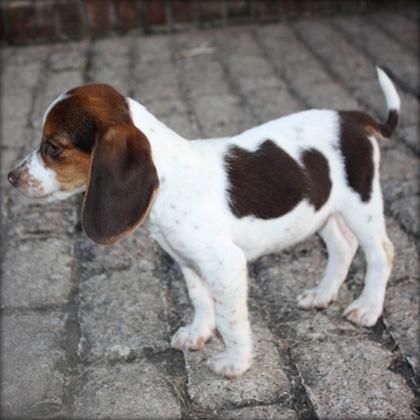 Beagle cachorro disponible  130