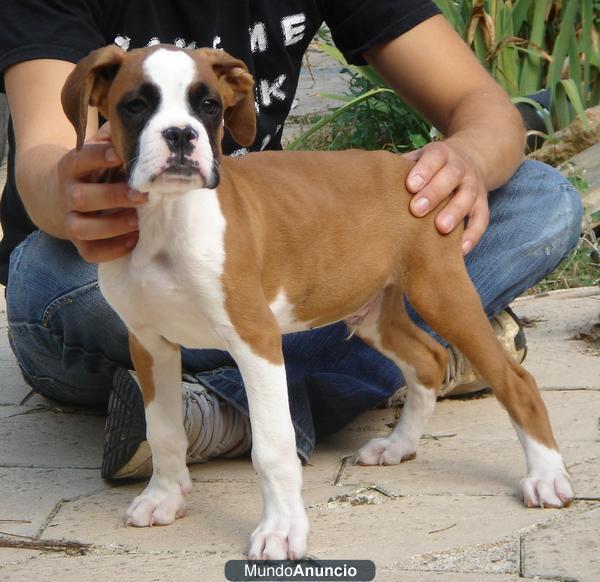 boxer cachorros 350€