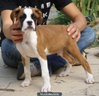 boxer cachorros 350€ - mejor precio | unprecio.es