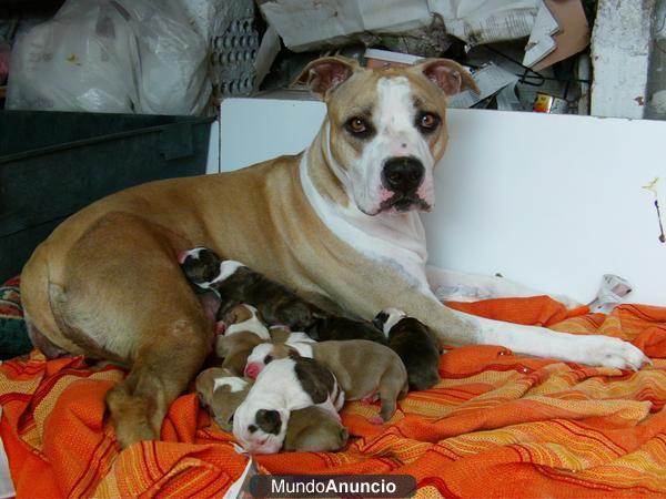 CACHORROS AMERICAN STAFFORDSHIRE