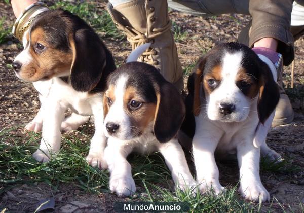 CACHORROS BEAGLE 250 €