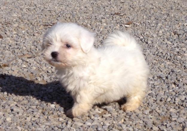 Camada de Bichon Maltes 250€