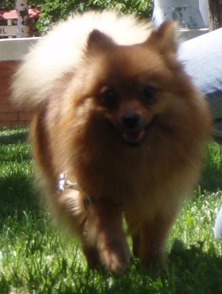 Macho Pomerania para monta