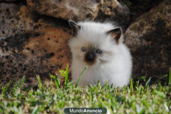 Preciosos Gatitos Ragdoll