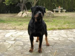 Rottweiler impresionante para montas