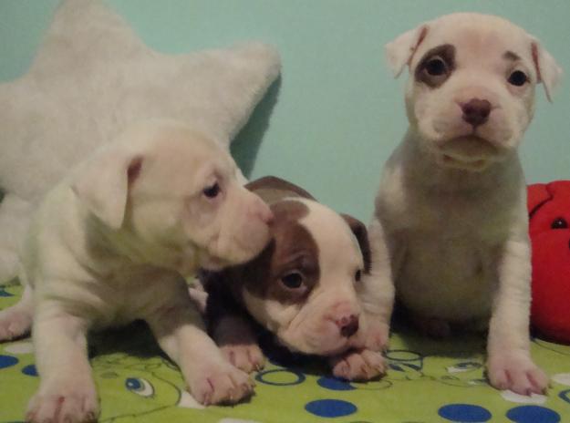 SE VENDEN 3 ULTIMAS HEMBRAS PIT BULL RED NOSE DE LA CAMADA