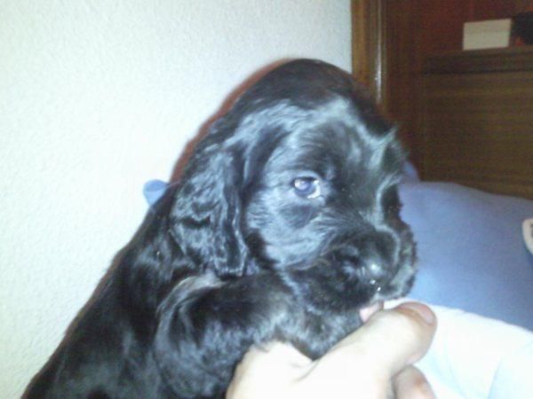 Venta cachorros cocker spaniel