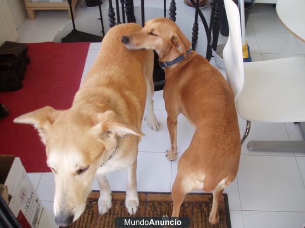 Ofrezco en adopción macho y hembra cruzados y castrados