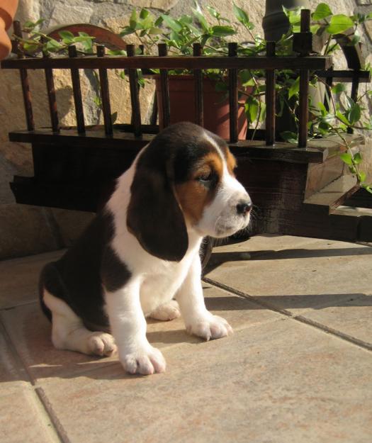 BEAGLES DE EXPOSICION LINEA FRANCESA PRECIOSOS