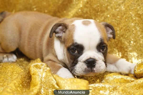 BOSCO BULLDOG INGLESES PRECIOSOS CACHORROS FOTOS REALES