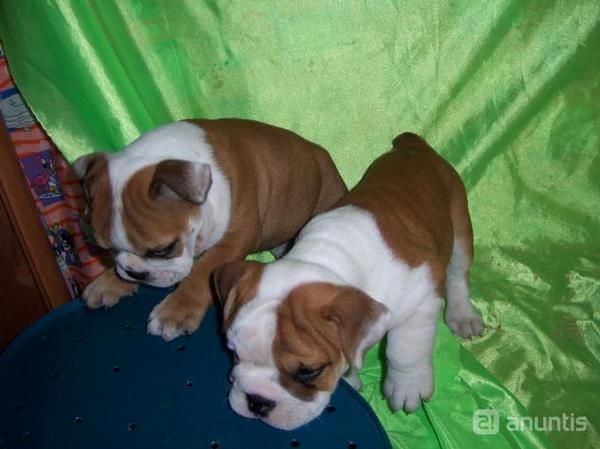 BULLDOG INGLES CACHORROS DISPONIBLES PARA ENREGA